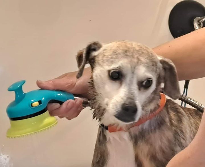 Een hondje wordt in het hondenbad gewassen met een zachte borstel