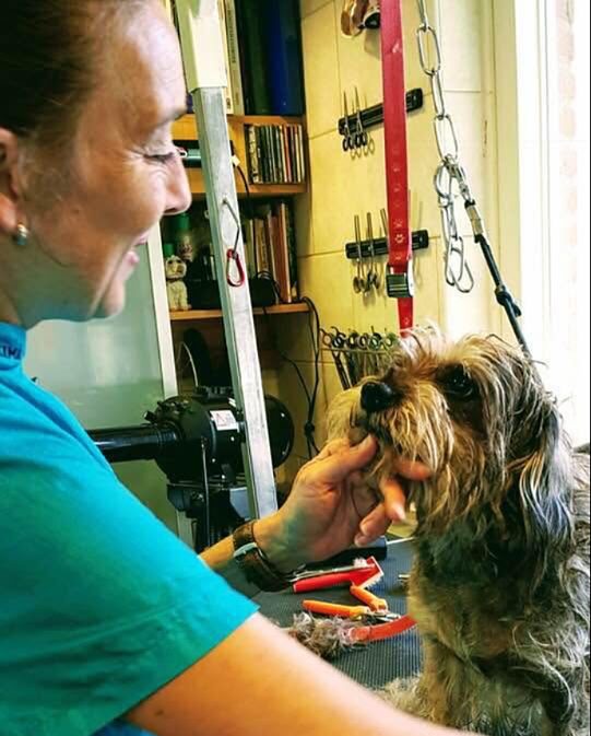 Joyce bekijkt de snuit van een ruwharig hondje op de trimtafel