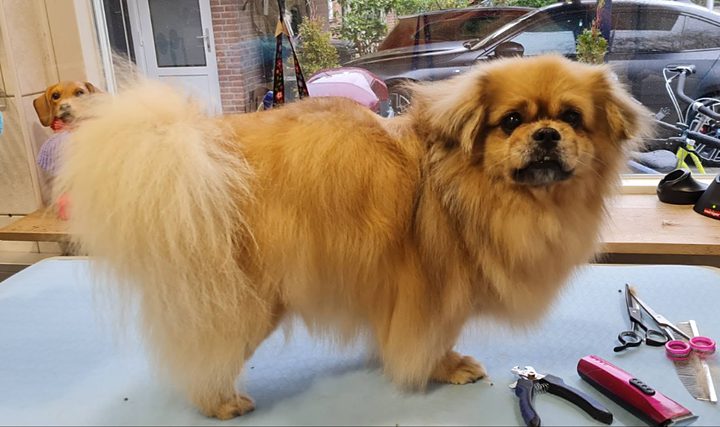 Hetzelfde hondje geföhnd en geborsteld op de trimtafel