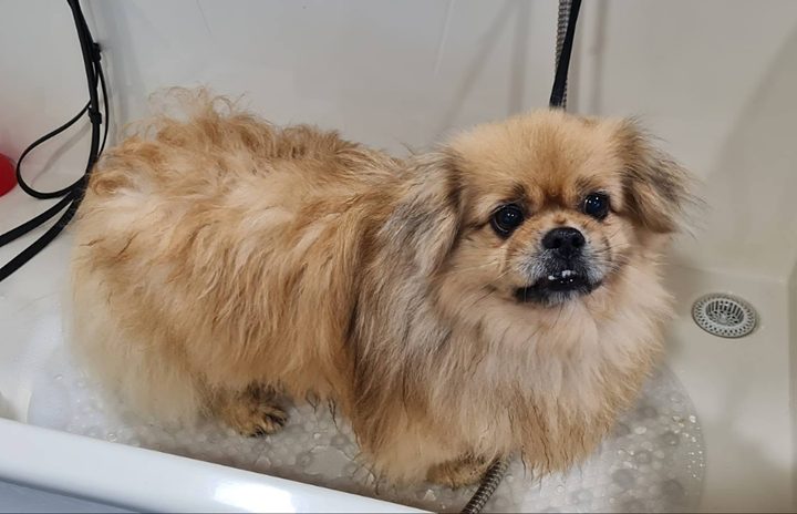 Langharig hondje nat in het hondenbad