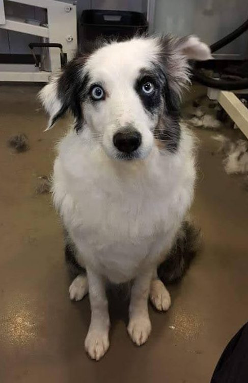 Zwartwit hondje met blauwe ogen zit op de salonvloer