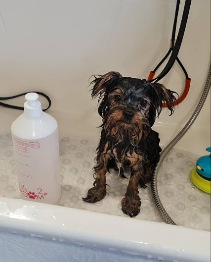Yorkie-pup in het hondenbad