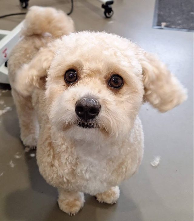 Krullend wit hondje, pas getrimd, kijkt omhoog