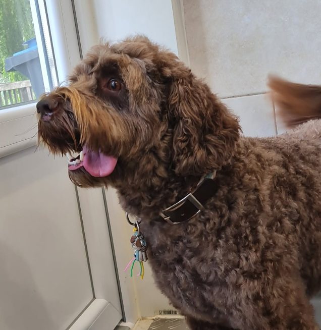 Bruine doodle met een hangertje aan de halsband