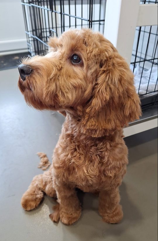 Rood krullend hondje, netjes geknipt
