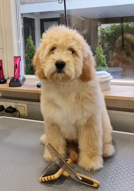 Blonde doodle-pup op de trimtafel