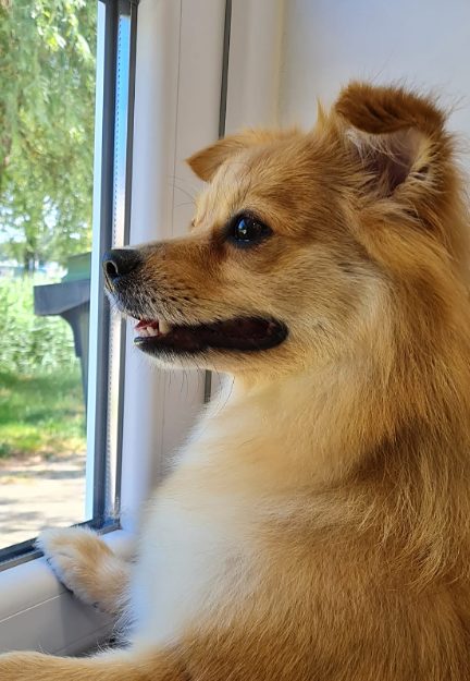 Oranje hondje kijkt uit het raam