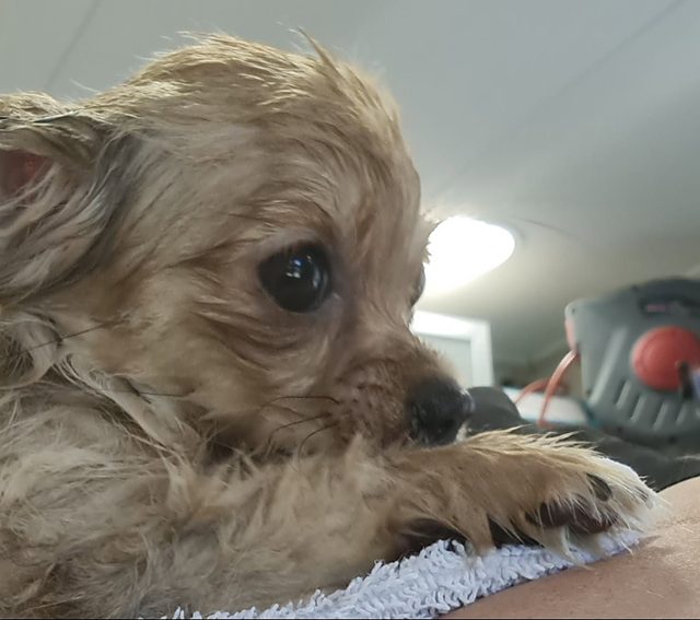 Natte pup na de wasbeurt, in een handdoek