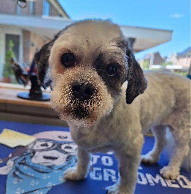 Pas getrimd hondje op de blauwe trimtafel