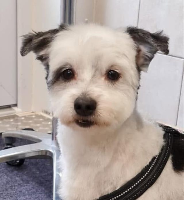 Wit hondje met donkere oortjes, kort getrimd